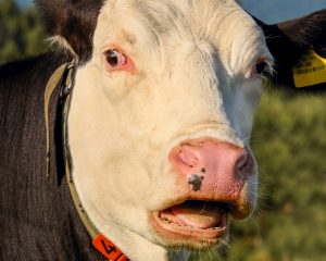 mucca