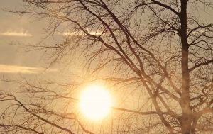 sole
