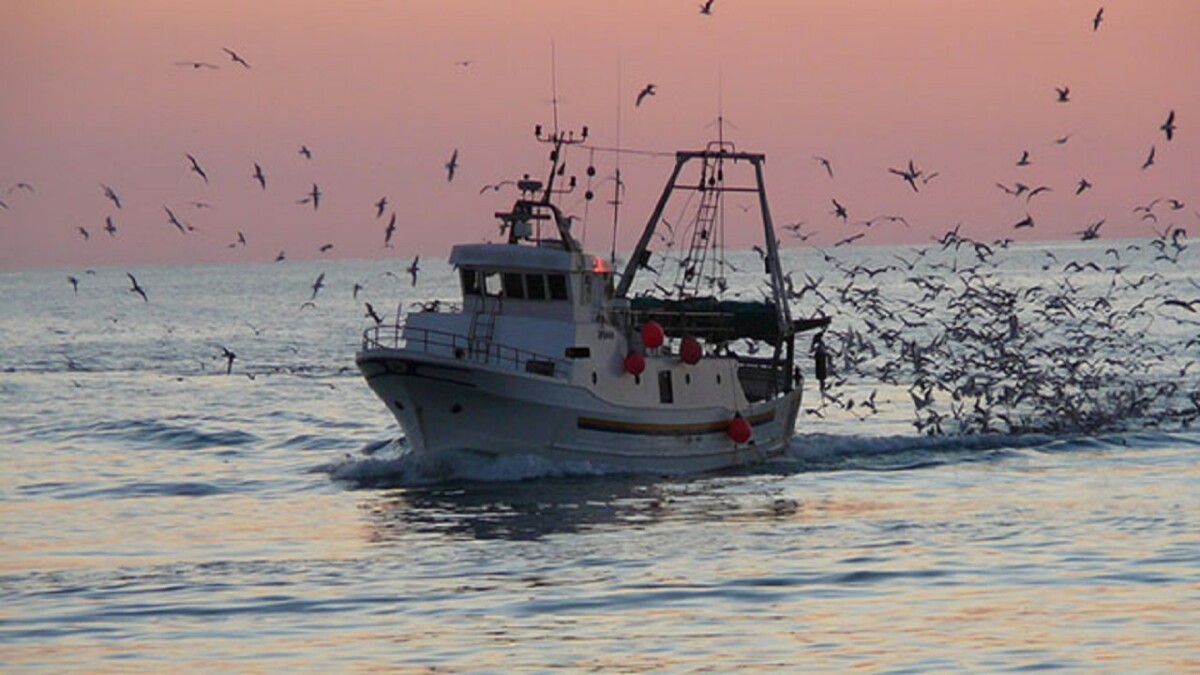 pesca