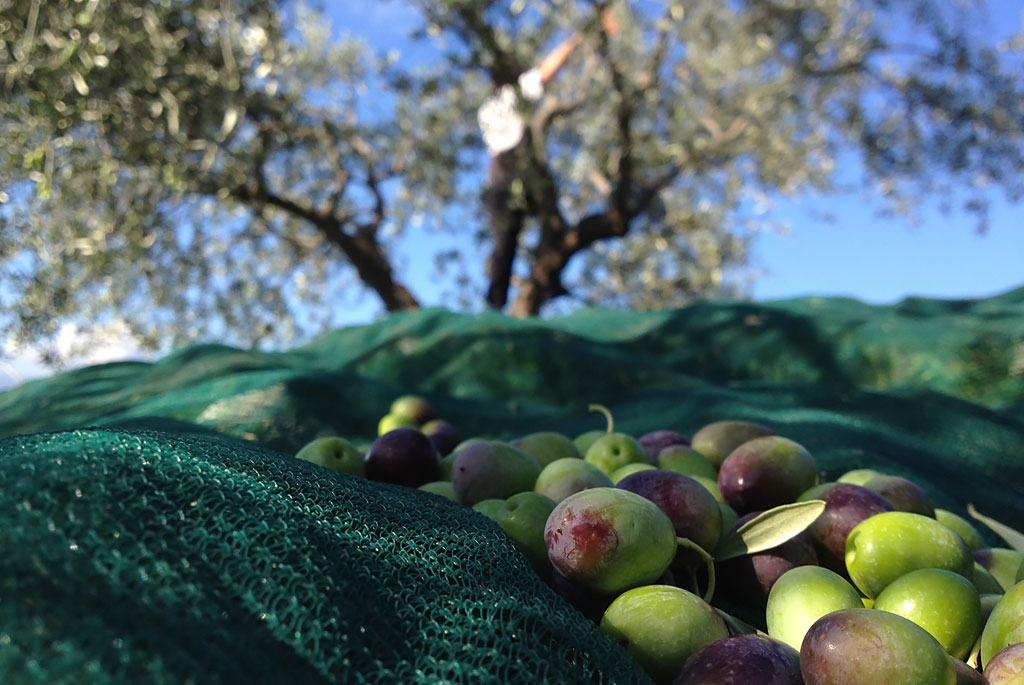olive - olio