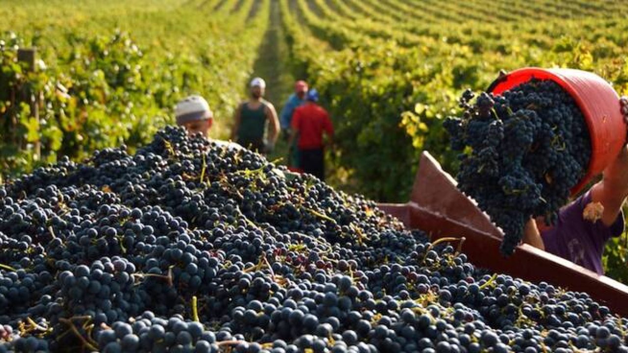 vendemmia