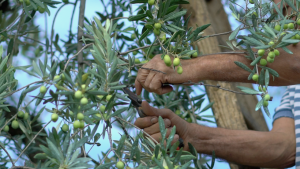 olivo