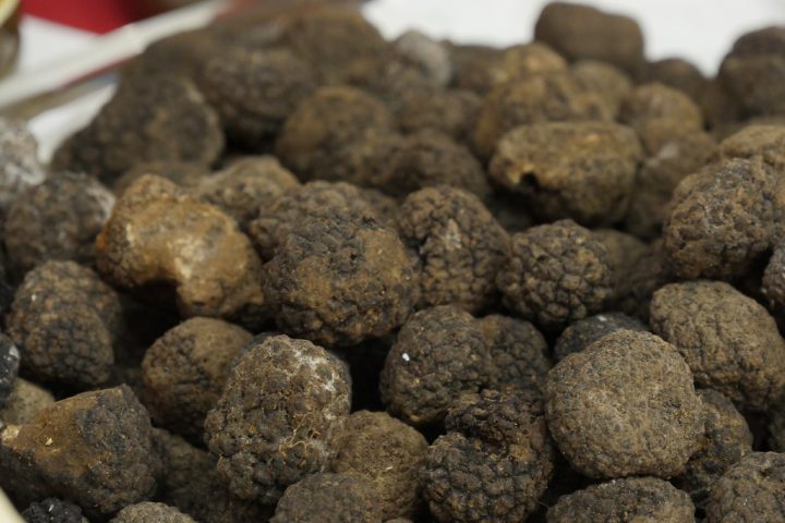 tartufo