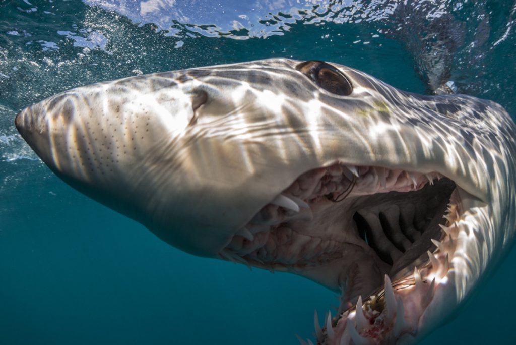 Photo credit: Brian Skerry